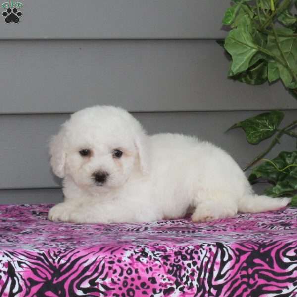 Virginia, Bichon Frise Puppy